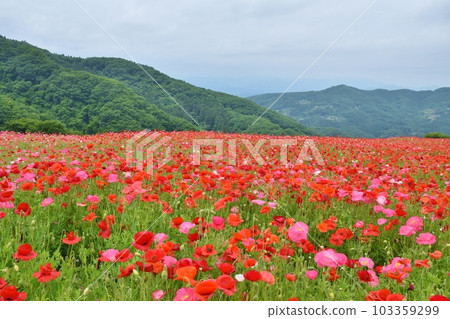Sky Poppy Saitama 103359299