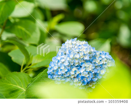 Scenery of the rainy season Colorful hydrangeas beginning to bloom beautifully 103359408
