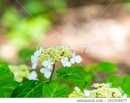 雨季的風景 五顏六色的繡球花開始美麗地綻放 雨季的風景 五顏六色的繡球花開始美麗地綻放 103359477