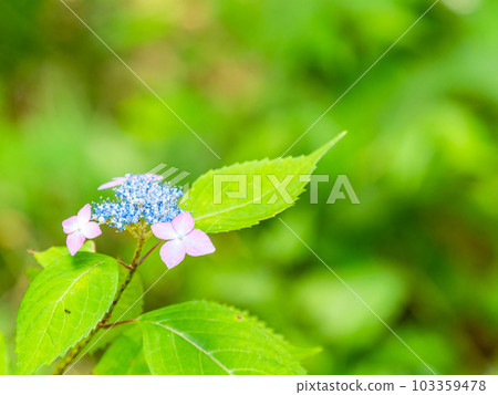 雨季的風景 五顏六色的繡球花開始美麗地綻放 103359478