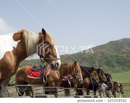 Uma Aso Ranch 草千里 103359582