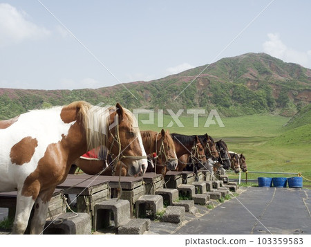Uma Aso Ranch 草千里 103359583