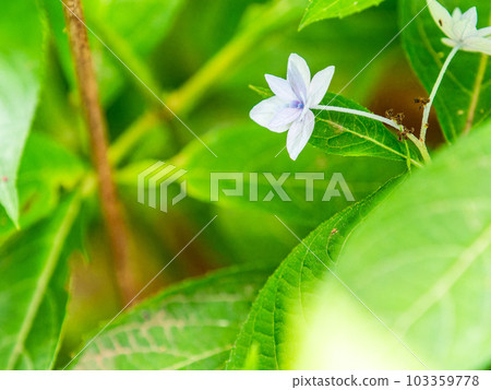 雨季的風景 西博爾德最喜歡的繡球花 幻影七層繡球花 103359778