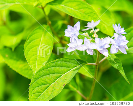 Scenery of the rainy season Siebold's favorite hydrangea The phantom seven-tiered hydrangea Scenery of the rainy season Siebold's favorite hydrangea The phantom seven-tiered hydrangea 103359780