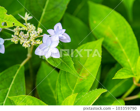 Scenery of the rainy season Siebold's favorite hydrangea The phantom seven-tiered hydrangea 103359790