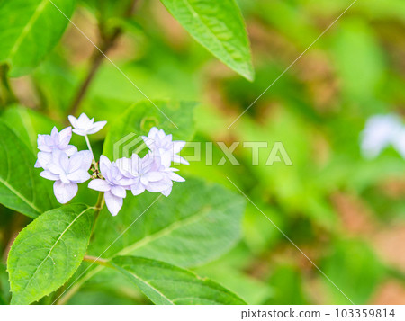 雨季的風景 西博爾德最喜歡的繡球花 幻影七層繡球花 103359814