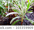 Herbs and drops 103359909