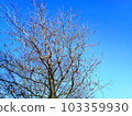 Sky and tree 103359930