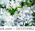 white flowers and leaves 103359962