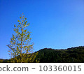 Sky, mountains and trees 103360015