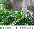 Trees, ground and plants 103360021