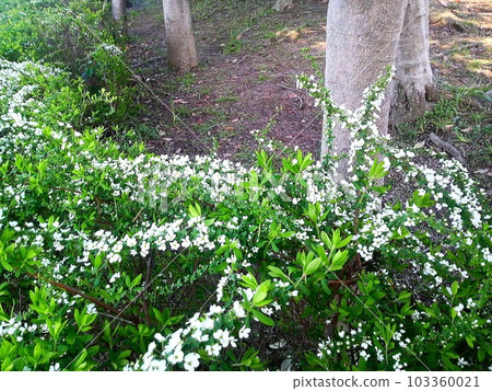 樹木,地面和植物 樹木,地面和植物 103360021