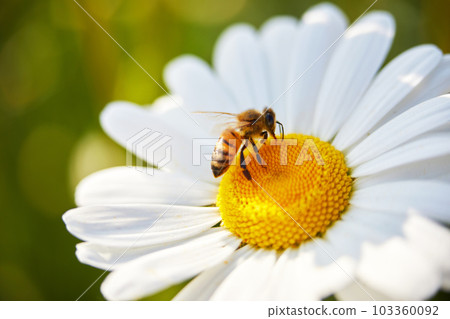 Bee and flower. Close up of a bee collects honey on a daisy flower on a sunny day. Bee and flower. Close up of a bee collects honey on a daisy flower on a sunny day. 103360092