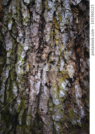 Close-up of the bark of an old tree, with lines and cracks, growing moss on it. natural background Close-up of the bark of an old tree, with lines and cracks, growing moss on it. natural background 103360125