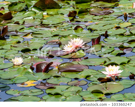 Refreshing waterside scenery in early summer Neat and clean water lilies beginning to bloom 103360247
