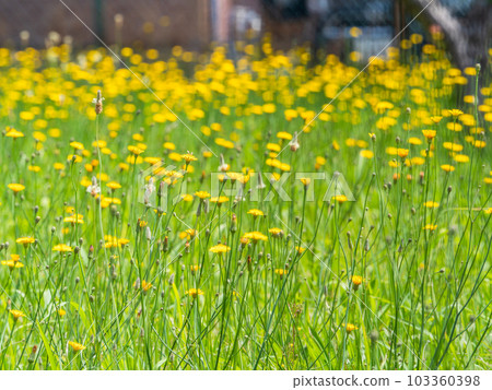 Refreshing scenery of early summer, dandelions in full bloom in the fields Refreshing scenery of early summer, dandelions in full bloom in the fields 103360398