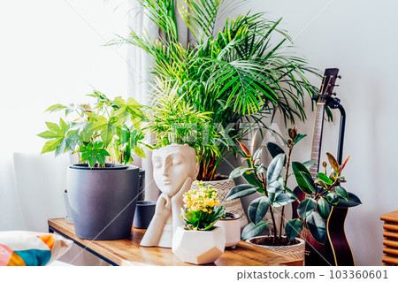 Concrete decorative pot in the form of a woman's head on a coffee table with various different green home plants with day light. Home gardening, urban jungle, biophilic home design.Selective focus. 103360601