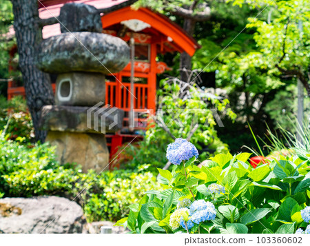 清爽的初夏日本風景，鮮紅的神社和繡球花 103360602