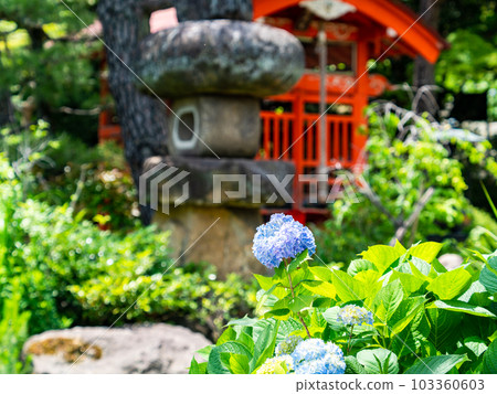 清爽的初夏日本風景，鮮紅的神社和繡球花 103360603