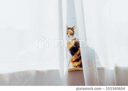Cute Multicolor adult cat pet sitting alone on the windowsill behind the curtain in sunlight on sunset and looking at camera. Home life with pets. Selective focus. Copy space. 103360604