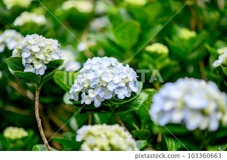 Hydrangea, a typical flowering tree that blooms during the rainy season Hydrangea, a typical flowering tree that blooms during the rainy season 103360663