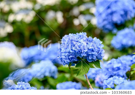 Hydrangea blooming in blue 103360683