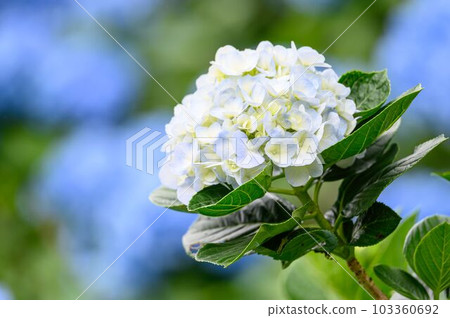 White hydrangea White hydrangea 103360692