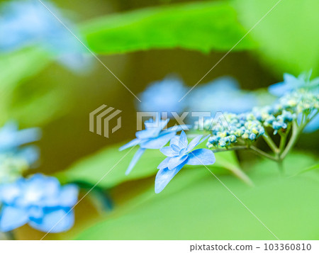 The beautiful scenery of the rainy season, the neat hydrangeas that have begun to bloom 103360810