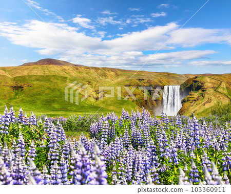 Breathtaking scenery of the majestic Skogafoss Waterfall in countryside of Iceland in summer with lupine flowers on foreground. Breathtaking scenery of the majestic Skogafoss Waterfall in countryside of Iceland in summer with lupine flowers on foreground. 103360911