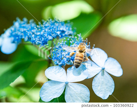 Beautiful scenery during the rainy season Bees collecting nectar from neat hydrangeas that have begun to bloom Beautiful scenery during the rainy season Bees collecting nectar from neat hydrangeas that have begun to bloom 103360922