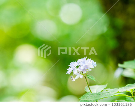 Scenery of the rainy season Siebold's favorite hydrangea The phantom seven-tiered hydrangea 103361186