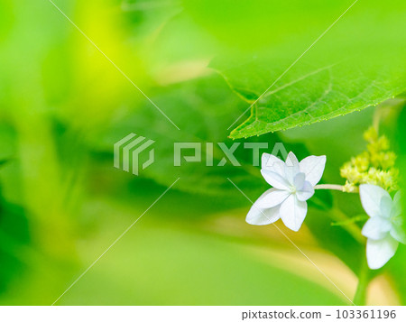 雨季的風景 西博爾德最喜歡的繡球花 幻影七層繡球花 雨季的風景 西博爾德最喜歡的繡球花 幻影七層繡球花 103361196