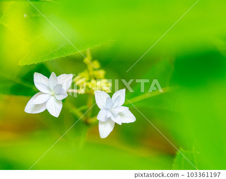 雨季的風景 西博爾德最喜歡的繡球花 幻影七層繡球花 103361197