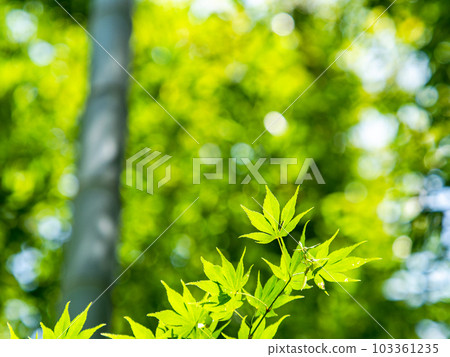 新鮮的楓葉在陽光下閃耀 103361235