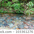 forest and riverside 103361276