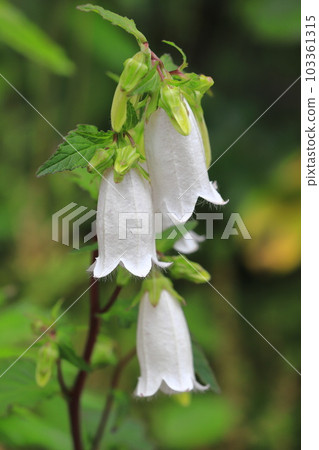 白色風鈴草花 103361315