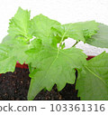 Planter and blue perilla 103361316