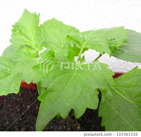 Planter and blue perilla 103361316