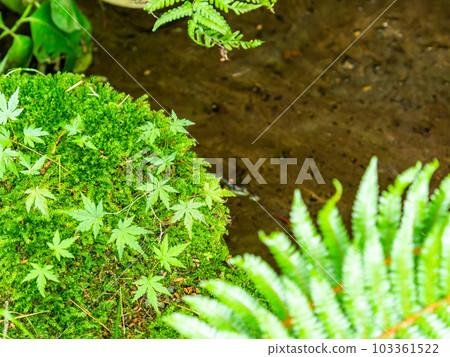 清爽的初夏景色，清澈的泉水和新鮮的苔蘚 103361522