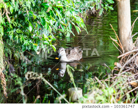 Scenery with ducks at Mamashita Springs (Kunitachi City) in early summer, 57 famous springs in Tokyo 103361747