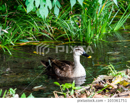 Scenery with ducks at Mamashita Springs (Kunitachi City) in early summer, 57 famous springs in Tokyo Scenery with ducks at Mamashita Springs (Kunitachi City) in early summer, 57 famous springs in Tokyo 103361751