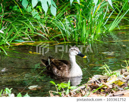 Scenery with ducks at Mamashita Springs (Kunitachi City) in early summer, 57 famous springs in Tokyo Scenery with ducks at Mamashita Springs (Kunitachi City) in early summer, 57 famous springs in Tokyo 103361752