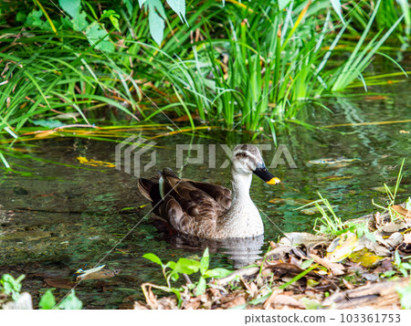 Scenery with ducks at Mamashita Springs (Kunitachi City) in early summer, 57 famous springs in Tokyo Scenery with ducks at Mamashita Springs (Kunitachi City) in early summer, 57 famous springs in Tokyo 103361753