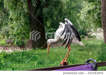 beautiful stork stands on a fence beautiful stork stands on a fence 103362645