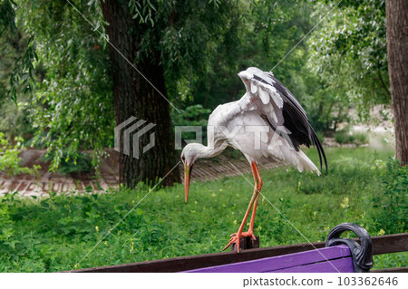 beautiful stork stands on a fence beautiful stork stands on a fence 103362646