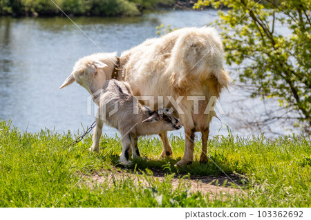 a green glade on the bank of the river, but which graze goats a green glade on the bank of the river, but which graze goats 103362692