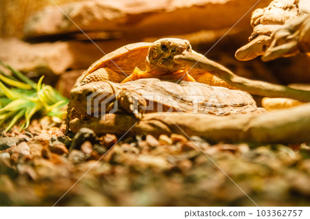 Two Sulcata Tortoises mating a red lamp 103362757