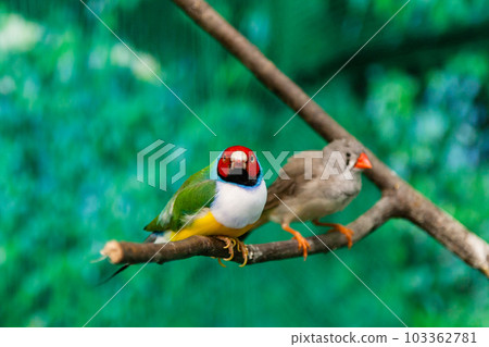 Beautiful birds Guldova Amadina (Erythrura gouldiae) sitting on a branch 103362781