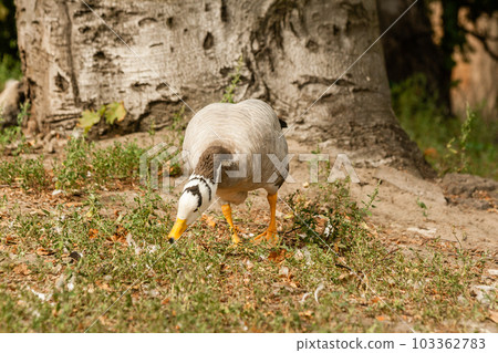 A gray goose walks on the grass A gray goose walks on the grass 103362783