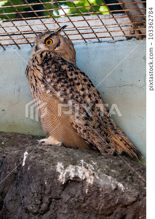 Beautiful owl Beautiful owl 103362784